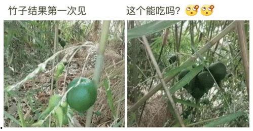 娱乐吃瓜酱竹子,娱乐吃瓜酱的幕后故事